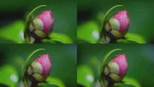 春天雨后含苞欲放的茶花粉色山茶花高清在线视频素材下载