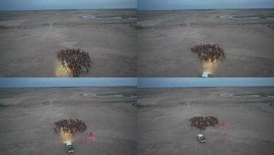 阿勒泰福海骆驼高清在线视频素材下载