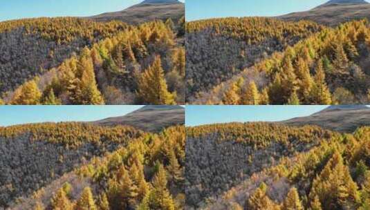 秋天山景 秋景 秋色 秋游高清在线视频素材下载