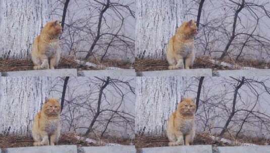 冬季公园街头无家可归的红猫有趣的城市猫高清在线视频素材下载