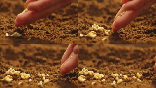 黑土地 田埂 播种小麦 5高清在线视频素材下载