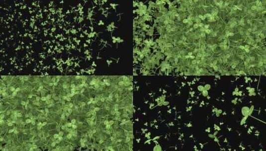 三叶草从侧面过渡而不是爆炸高清在线视频素材下载