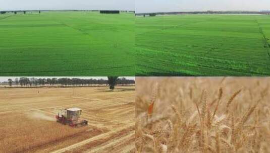 乡村振兴小麦农田小麦丰收高清在线视频素材下载