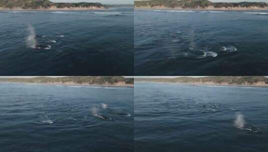 一大群座头鲸突破莫桑比克水面的航拍照片高清在线视频素材下载