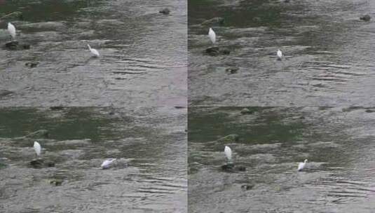 白鹭冬天在南方的河水中觅食的场景高清在线视频素材下载