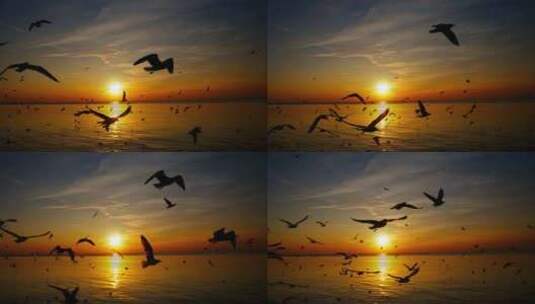 海边的日出和海燕大雁海鸥高清在线视频素材下载