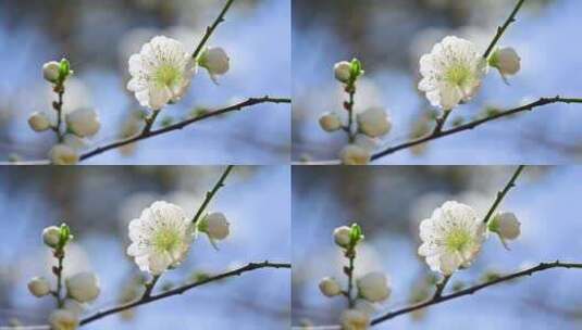 春天盛开的白色桃花花朵特写高清在线视频素材下载