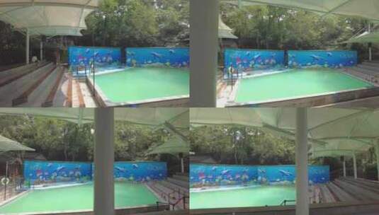 杭州动物园海狮池高清在线视频素材下载