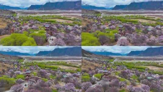 4K航拍西藏林芝嘎拉桃花村3高清在线视频素材下载