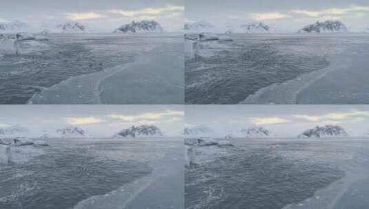 巴布亚企鹅群游南极浮冰高清在线视频素材下载
