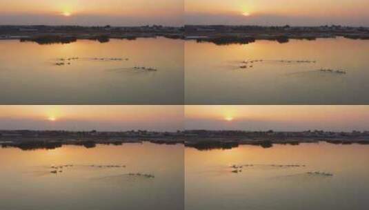 夕阳下湖面中的天鹅高清在线视频素材下载