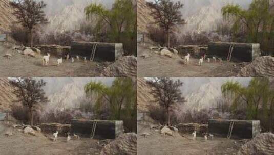 新疆杏花村一群放牧回家的小羊羔高清在线视频素材下载