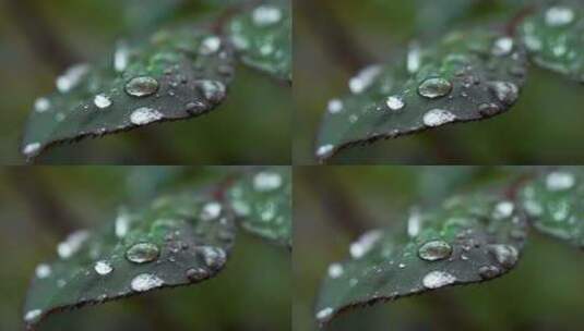 雨天植物叶子的雨水雨滴水珠的自然治愈风景高清在线视频素材下载