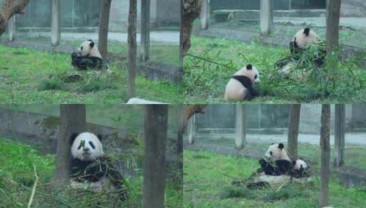 动物园国宝大熊猫母子视频合集高清在线视频素材下载