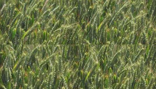 4K风中的小麦高清在线视频素材下载