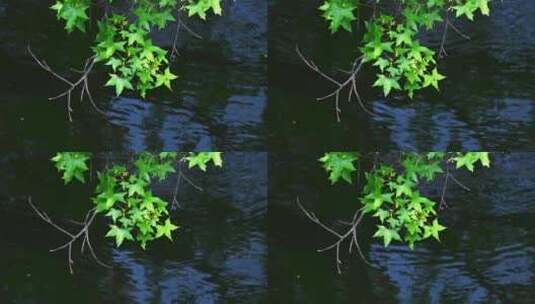 春天阳光水边绿色枫树枝叶倒影高清在线视频素材下载