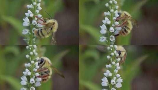 镜头跟随，捕捉大黄蜂采蜜的慢动作特写高清在线视频素材下载