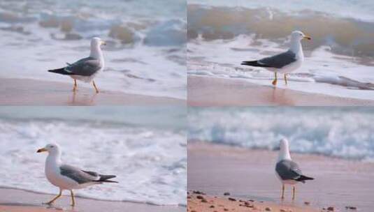 沙滩海滩上的海鸥休息的海鸥高清在线视频素材下载