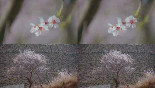 云南香格里拉尼西桃花盛开桃树桃花高清在线视频素材下载