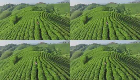 绿色生态茶山清新唯美镜头高清在线视频素材下载