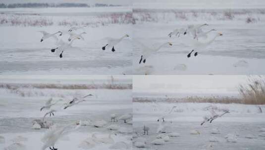 慢动作白天鹅降落雪景湖景冬日野生动物高清在线视频素材下载