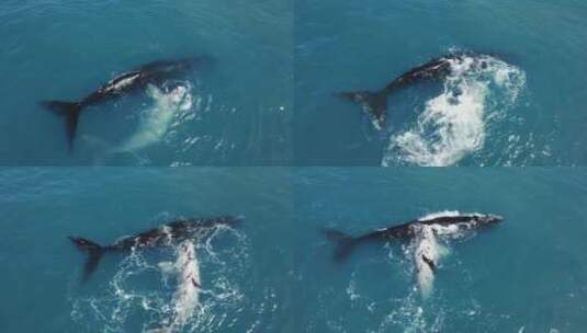 罕见地看到斑纹（白色）南露脊鲸和它的妈妈高清在线视频素材下载