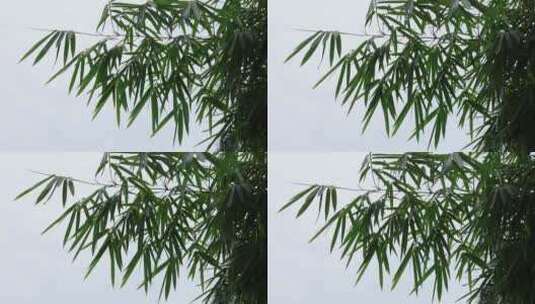 微风轻轻吹动的竹叶高清在线视频素材下载