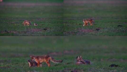 4K高清实拍草原动物狐狸高清在线视频素材下载