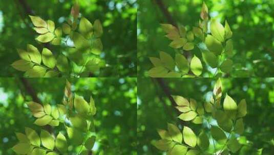 夏天阳光透过清新绿色树叶的治愈系光影高清在线视频素材下载