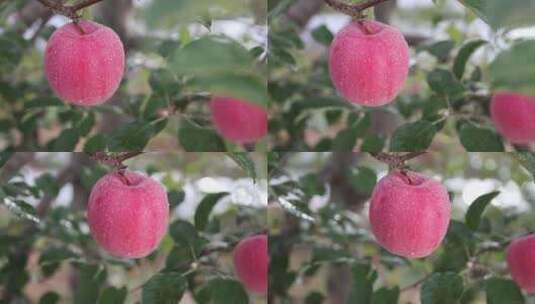 苹果  水果  果园高清在线视频素材下载