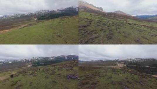 白马雪山垭口高山牦牛穿越机fpv航拍高清在线视频素材下载