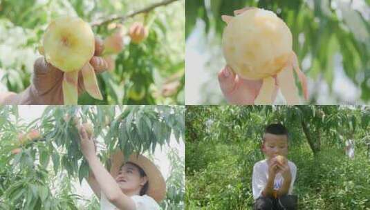 阳山水蜜桃 水蜜桃产地 水蜜桃采摘高清在线视频素材下载