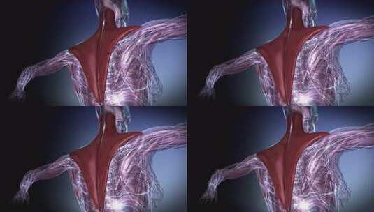 女性斜方肌4k高清在线视频素材下载
