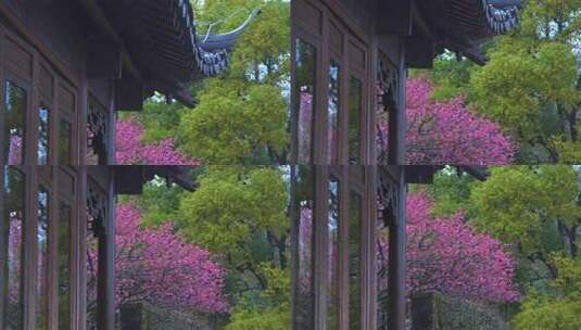 杭州西湖郭庄雨天梅花风景高清在线视频素材下载