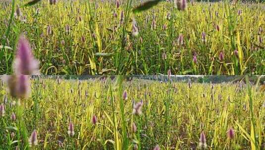 秋天夕阳下田园风光田野野草黄色野花高清在线视频素材下载