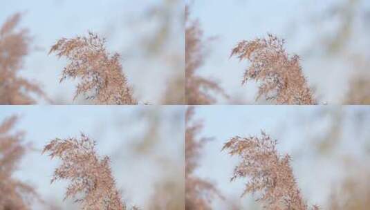 芦苇 湿地 芦苇田 植物 大片芦苇 芦苇地高清在线视频素材下载