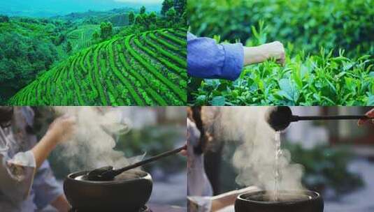 茶山茶园采茶茶叶喝茶泡茶高清在线视频素材下载