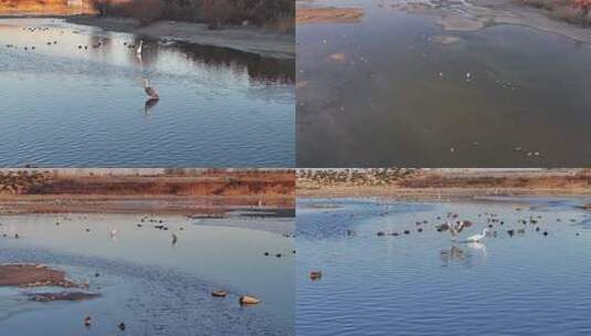 滹沱河 白鹭 湿地 水面 栖息地 生态保护高清在线视频素材下载