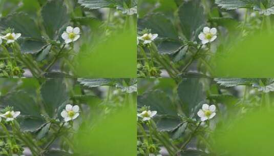 草莓园 农田 农业作物 水果 绿色植物 温室高清在线视频素材下载