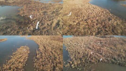 航拍 湿地 保护区 鸟类 保护鸟高清在线视频素材下载