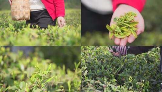 采茶 绿茶 茶叶 茶园高清在线视频素材下载