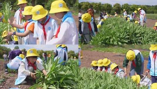 小学生戴黄帽户外农田劳作实践高清在线视频素材下载