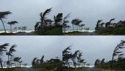 沿海台风飓风登陆 大树风中摇曳高清在线视频素材下载