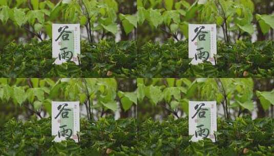 绿叶间谷雨节气卡片特写高清在线视频素材下载