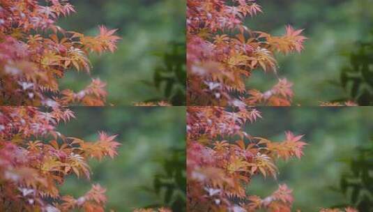 红枫叶下雨小雨秋雨秋天立秋高清在线视频素材下载