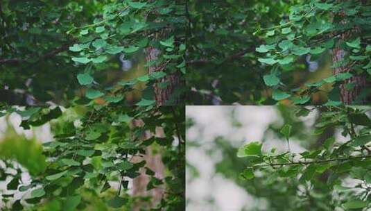 下雨中的银杏树叶特写高清在线视频素材下载