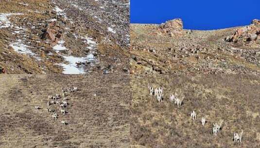 野生动物岩羊4K60祯高清在线视频素材下载