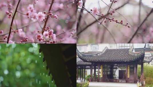 空镜风景 空镜 风景 雨天 下雨 梅花高清在线视频素材下载