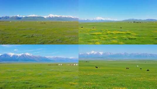 草原雪山自然风光全景高清在线视频素材下载