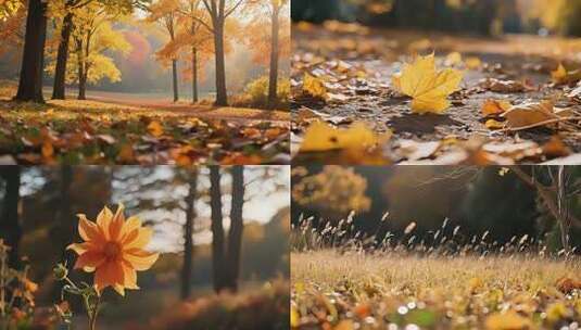 地面散落的秋天黄色树叶高清在线视频素材下载